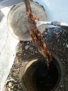 江別市 大麻 トイレ 詰まり修理 根っこ除去中
